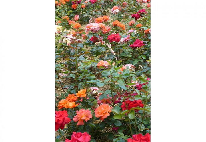 Parc Floral de La Roseraie