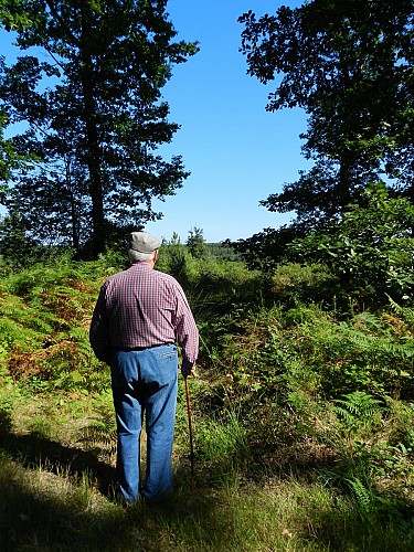 Forêt domaniale de Moulière_2
