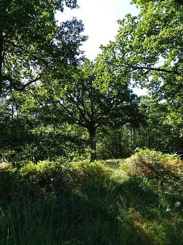 Forêt domaniale de Moulière_3