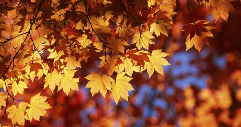 Forêt Domaniale de Moulière