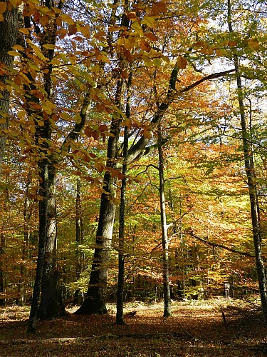 Forêt domaniale de Saint-Sauvant_3