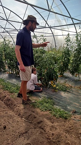 Web - Potager du Maraîcher - Tomates © OTPBB