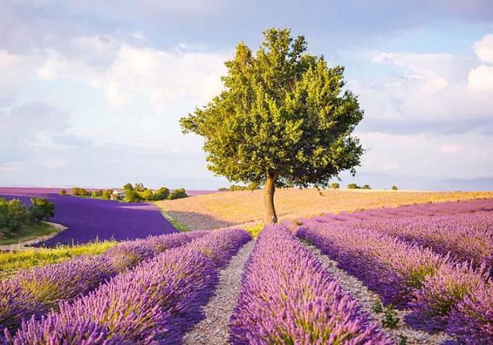 Lavender Fields and Tour of the L’Occitane© Factory