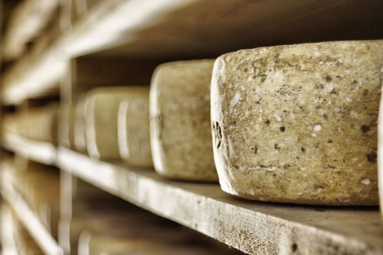 Sauvagnon Lou Viens BREBIS (4)