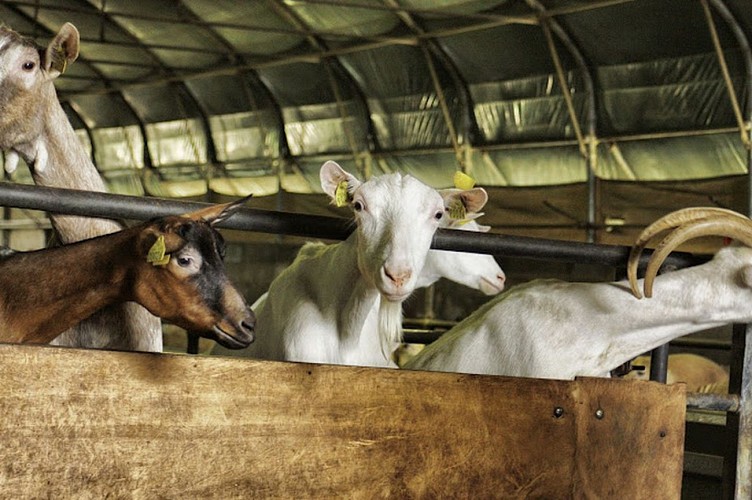 Sauvagnon Ferme Lou Viens chèvre crédit Lou Viens