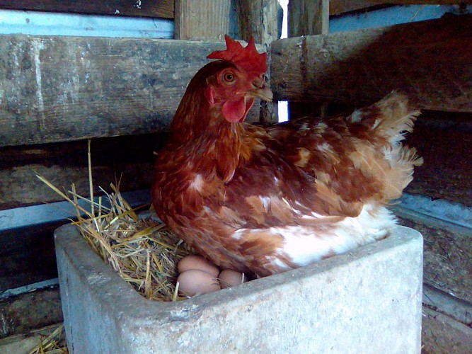 ÉLEVAGE DES ARONDES