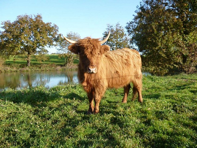 ÉLEVAGE DES ARONDES