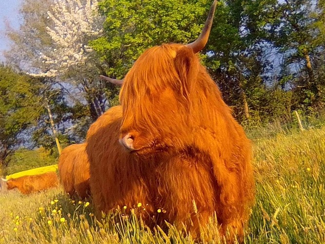 ÉLEVAGE DES ARONDES