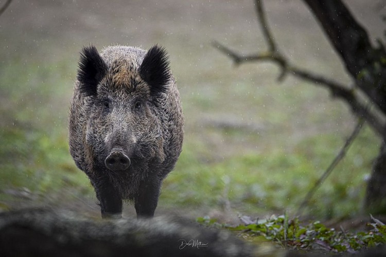 Face à face Sanglier