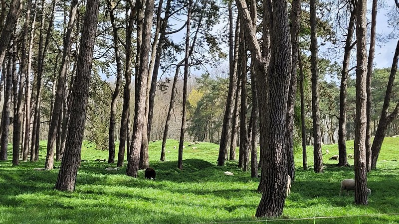 Lieu Historique National du Canada de la Crête-de-Vimy