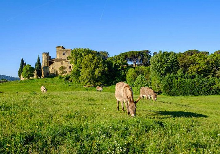 Trip to the Villages of Luberon with Regional Wine Tasting