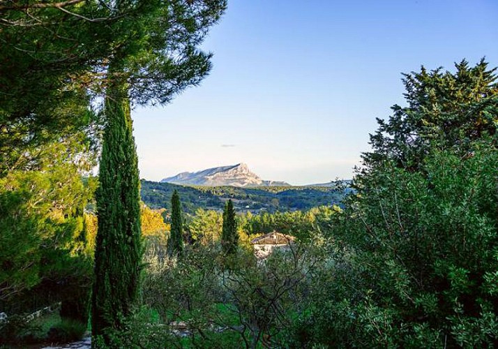 Discover the Provencal Vineyards