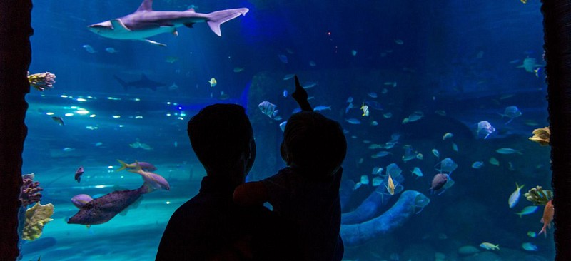 Visita al aquarium "SeaLife" en Orlando - Entrada preferente