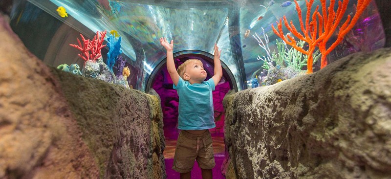 Visita al aquarium "SeaLife" en Orlando - Entrada preferente