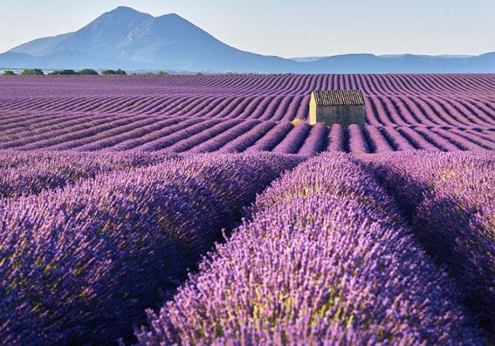 Discover the villages of Luberon and its markets and visit the Lavender museum