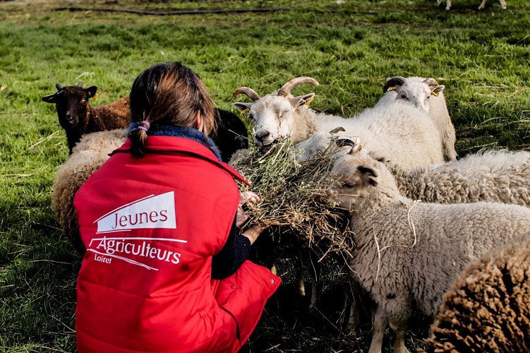 La Ferme des P'tits Bergers - Laine mohair et de mouton - Loiret