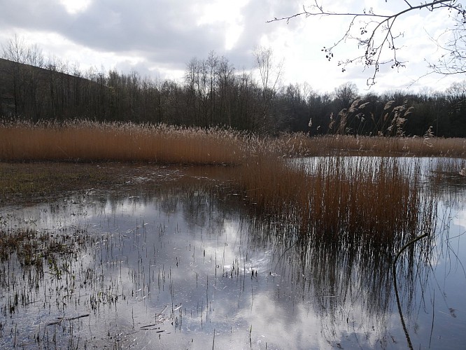 Le bois d'Epinoy et ses étangs