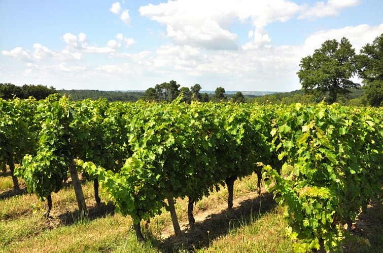 Château Caillivet - MAZÈRES - Sud-Gironde 5
