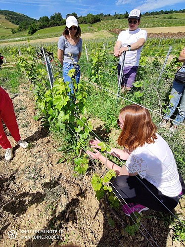 Explication dans les vignes
