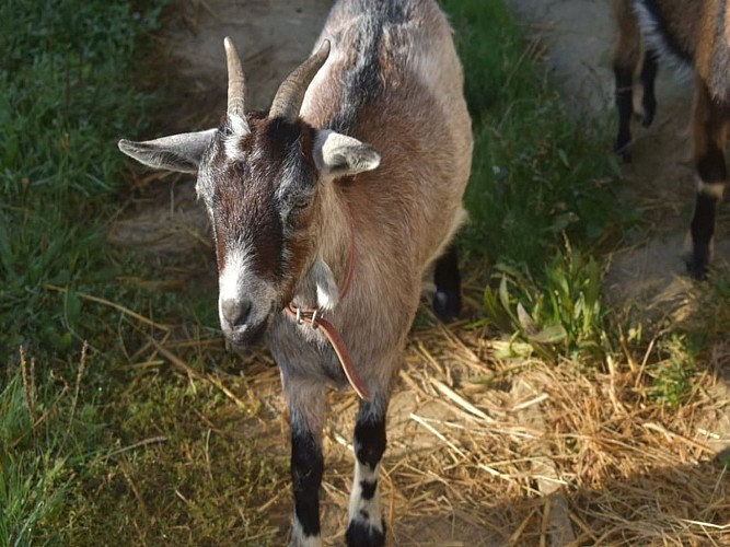 Boueilh-boueilho-Lasque Les Délices de Nanou crédit Nanou (1)
