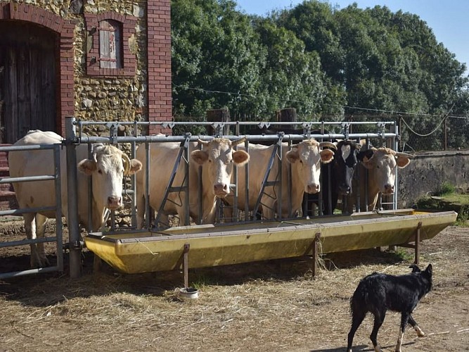 Boueilh-boueilho-Lasque Les Délices de Nanou crédit Nanou (3)