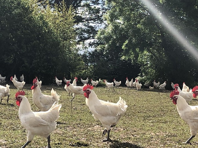 poulets-de-bresse-pre - Ferme de la Guyotte