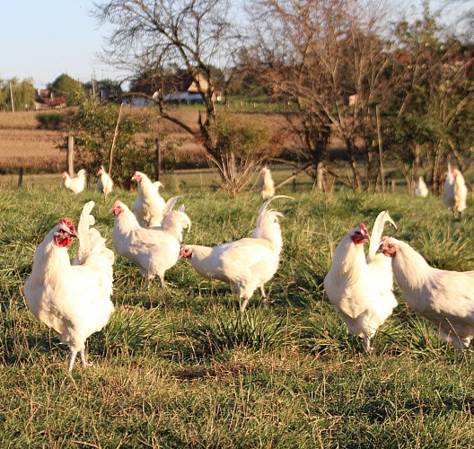 Chapons de la Guyotte