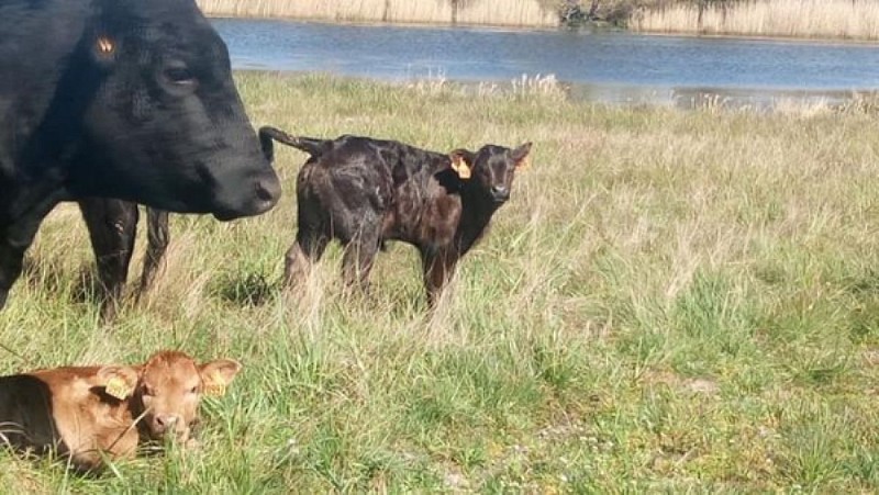 Notre élevage de Black Angus