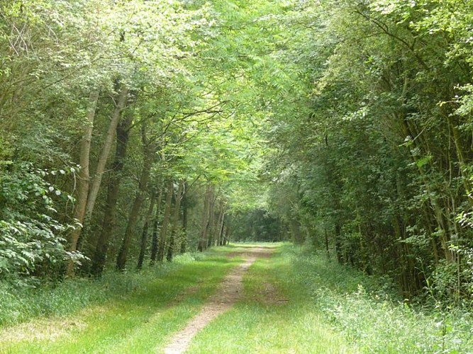 Le bois de la Ringoire - Bois de Brassioux
