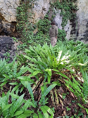 Langue de Cerf Carrière Chéret
