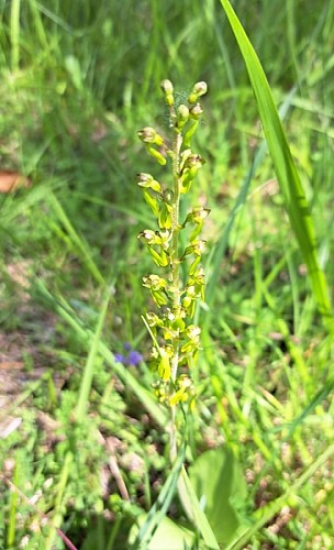 Orchidée Carrière Chéret