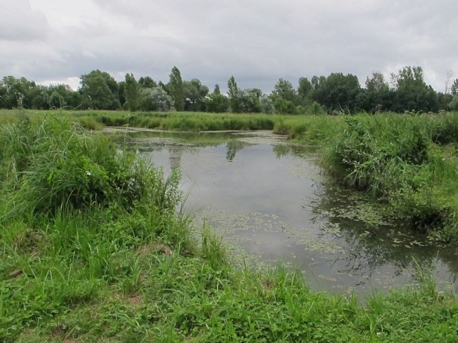 Les prairies de l'Arnon - Frayère à poissions creusée dans la prairie