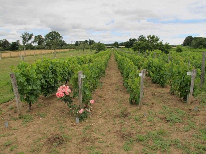 Le sentier de Ferrières - Jeune vigne (plantée en variétés locales)