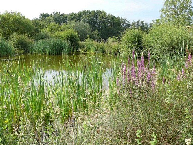 Mare des Boutardières