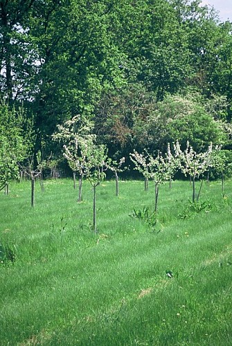 Les jardins de Chambon - jeune plantation d'arbres fruitiers