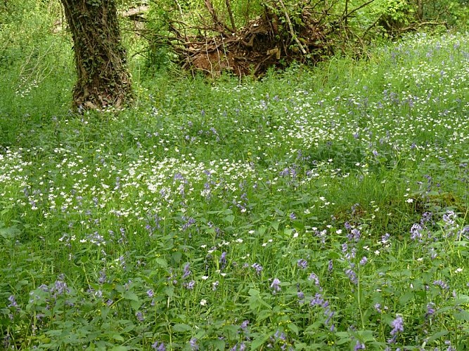 Les sources de la Théols