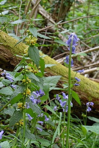 Les sources de la Théols
