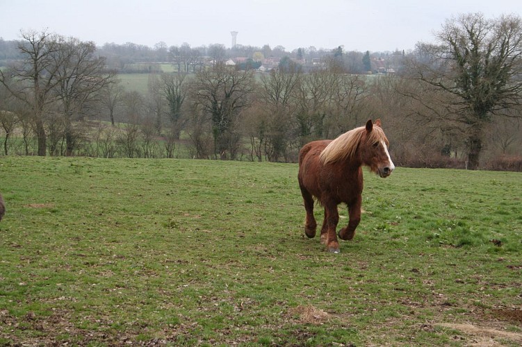 Centre équestre Le Calypso à La Berthenoux