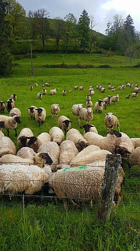 Earl de la Montagne - nos moutons