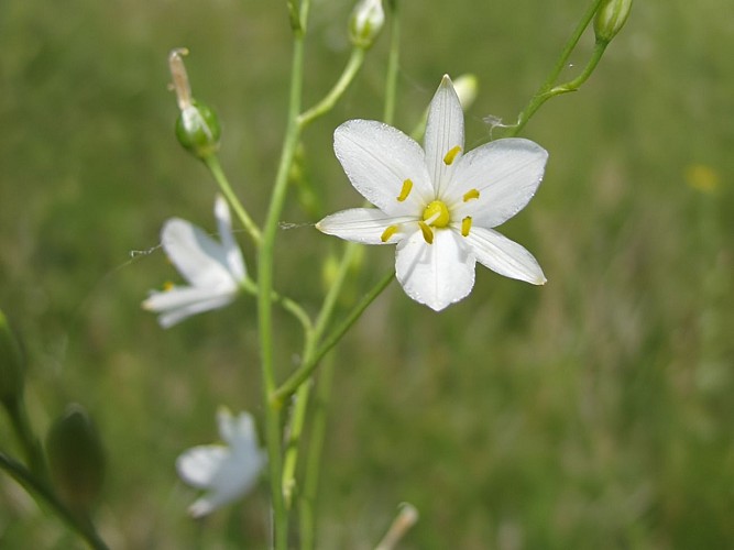 Anthericum ramosum