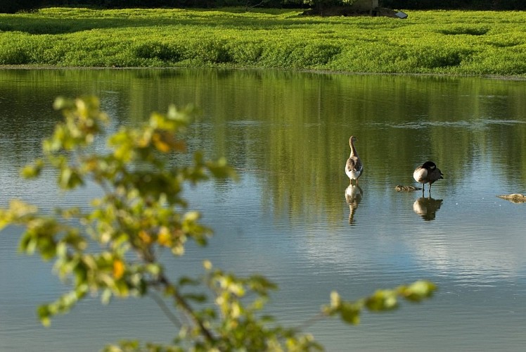 Nerbis 15-Lacs de Nerbis