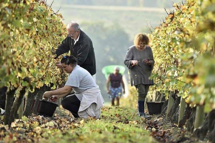 hecquet©puy-servain (13)