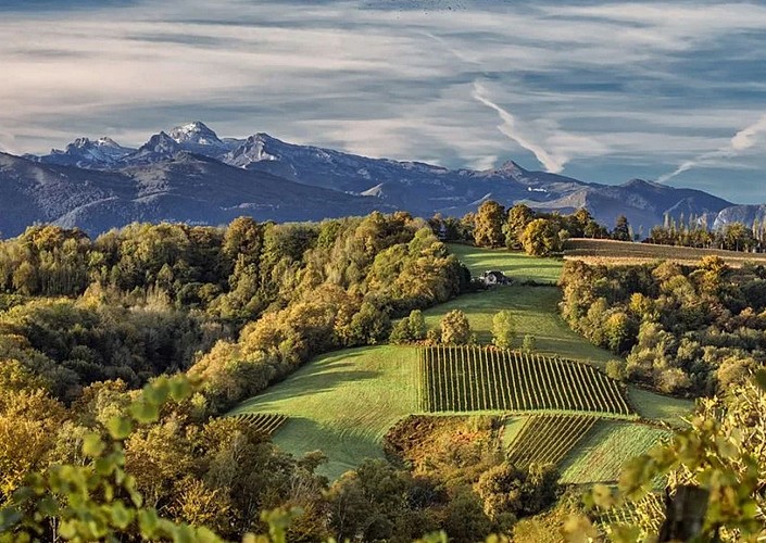 Domaine bazaillacq - Saint Faust - les vignes