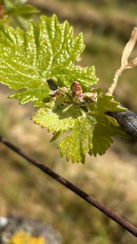 Domaine du Four à Chaux