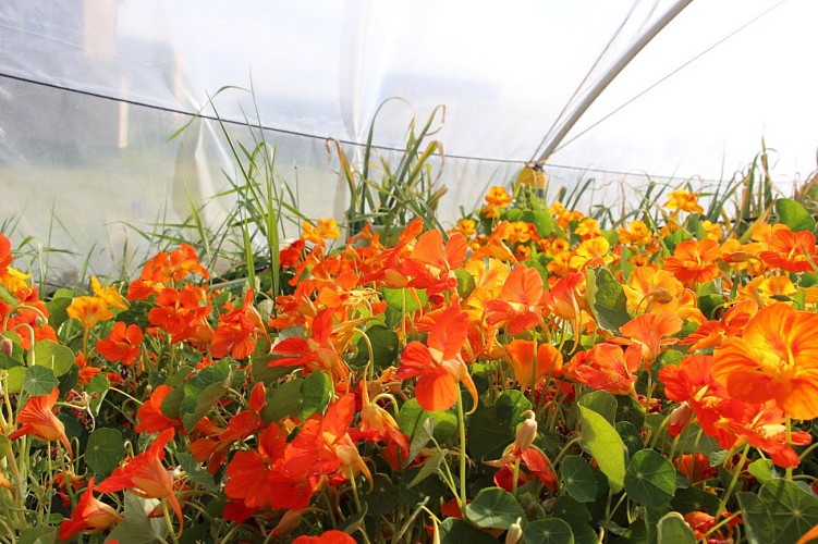 Camping à "La Ferme De Beau Soleil"