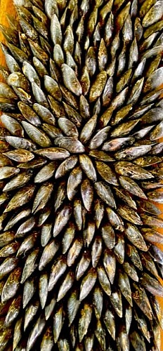 Pompon