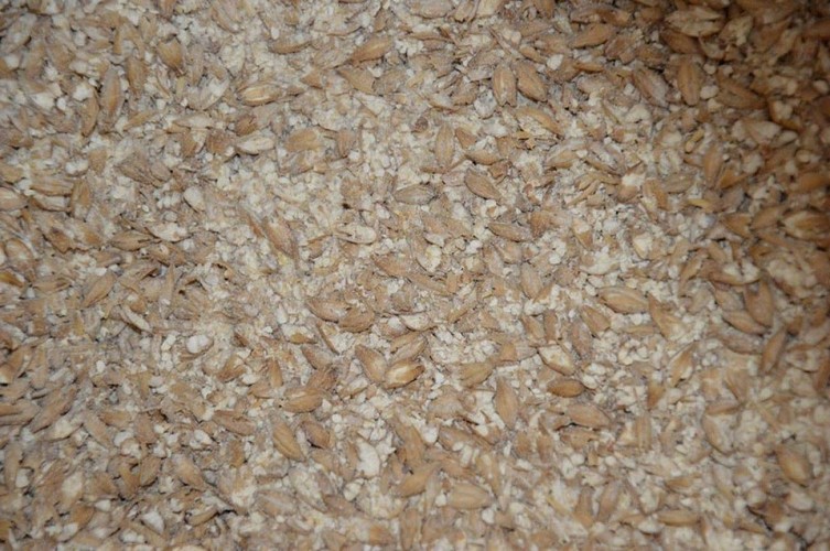 Bières artisanales Shakespeare - Houblon