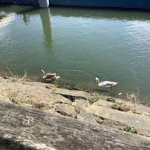 Cygne tuberculé juvénile