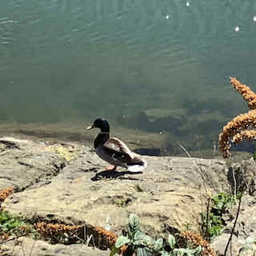 Canard colvert mâle adulte