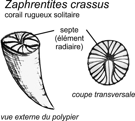 Corail Zaphrentites